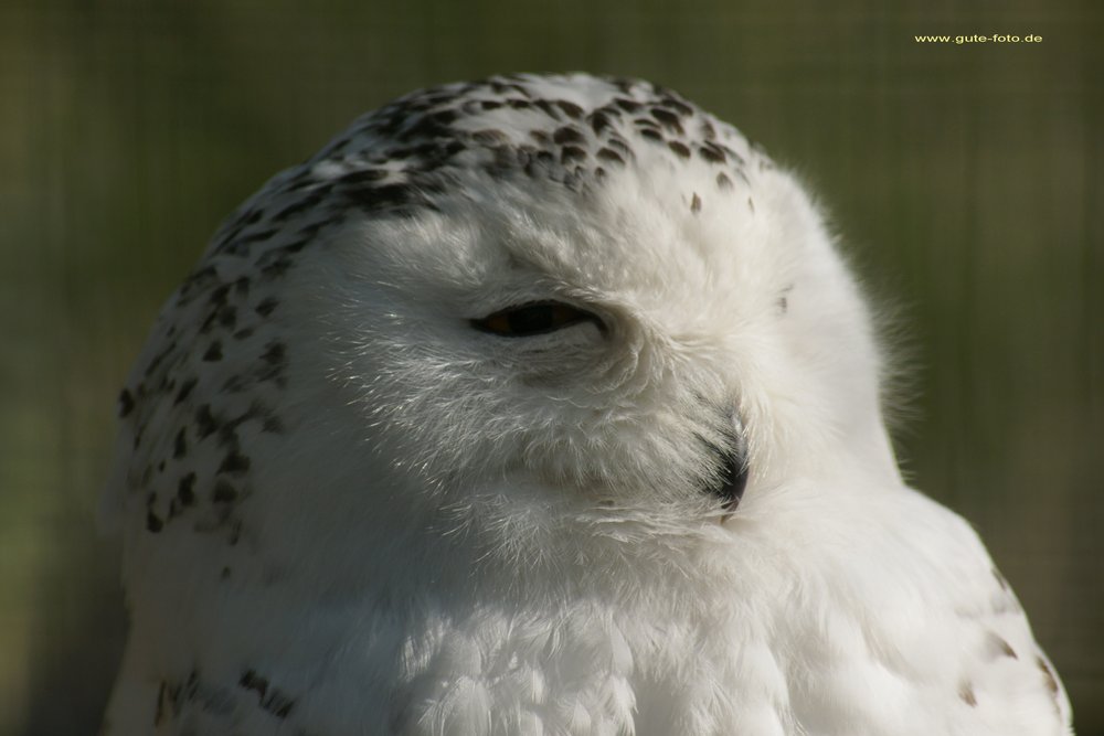 Schnee-Eule-4.jpg